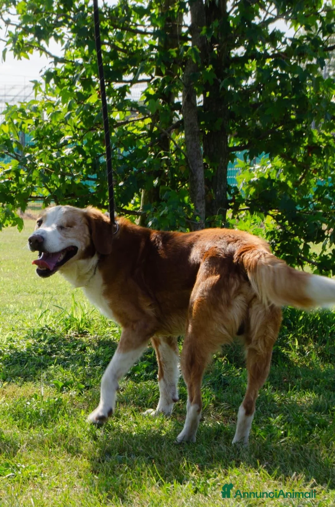 Meticcio cani in regalo: ARISTIDE - Annuncio 1
