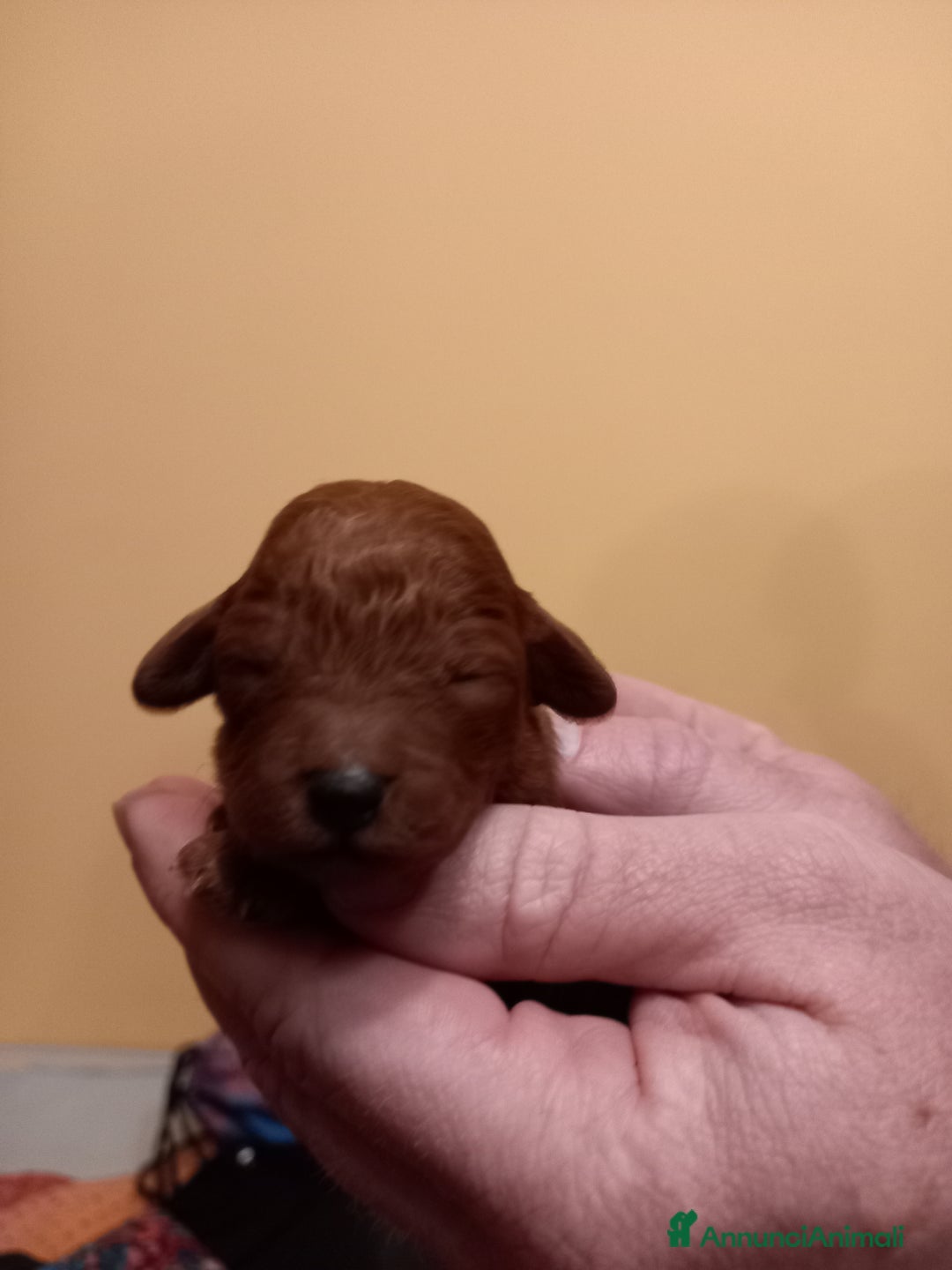 Barboncino cani in vendita: Ultimo maschietto disponibile barboncino Red - Annuncio 4