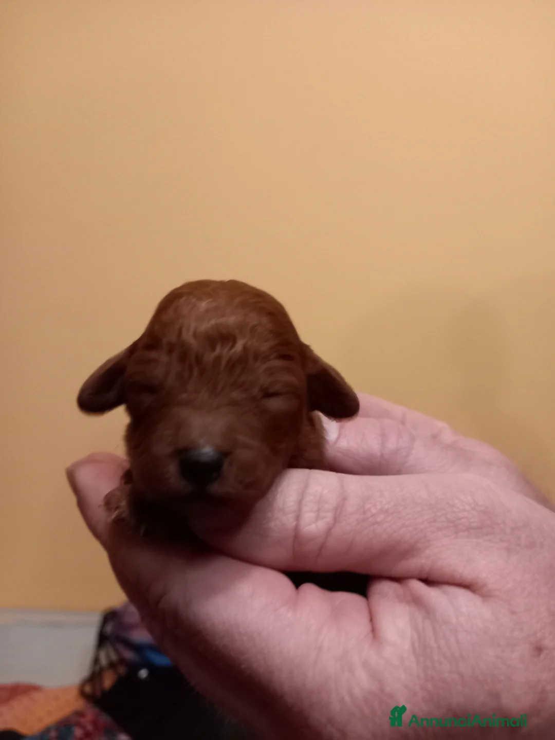 Barboncino cani in vendita: Ultimo maschietto disponibile barboncino Red - Annuncio 5