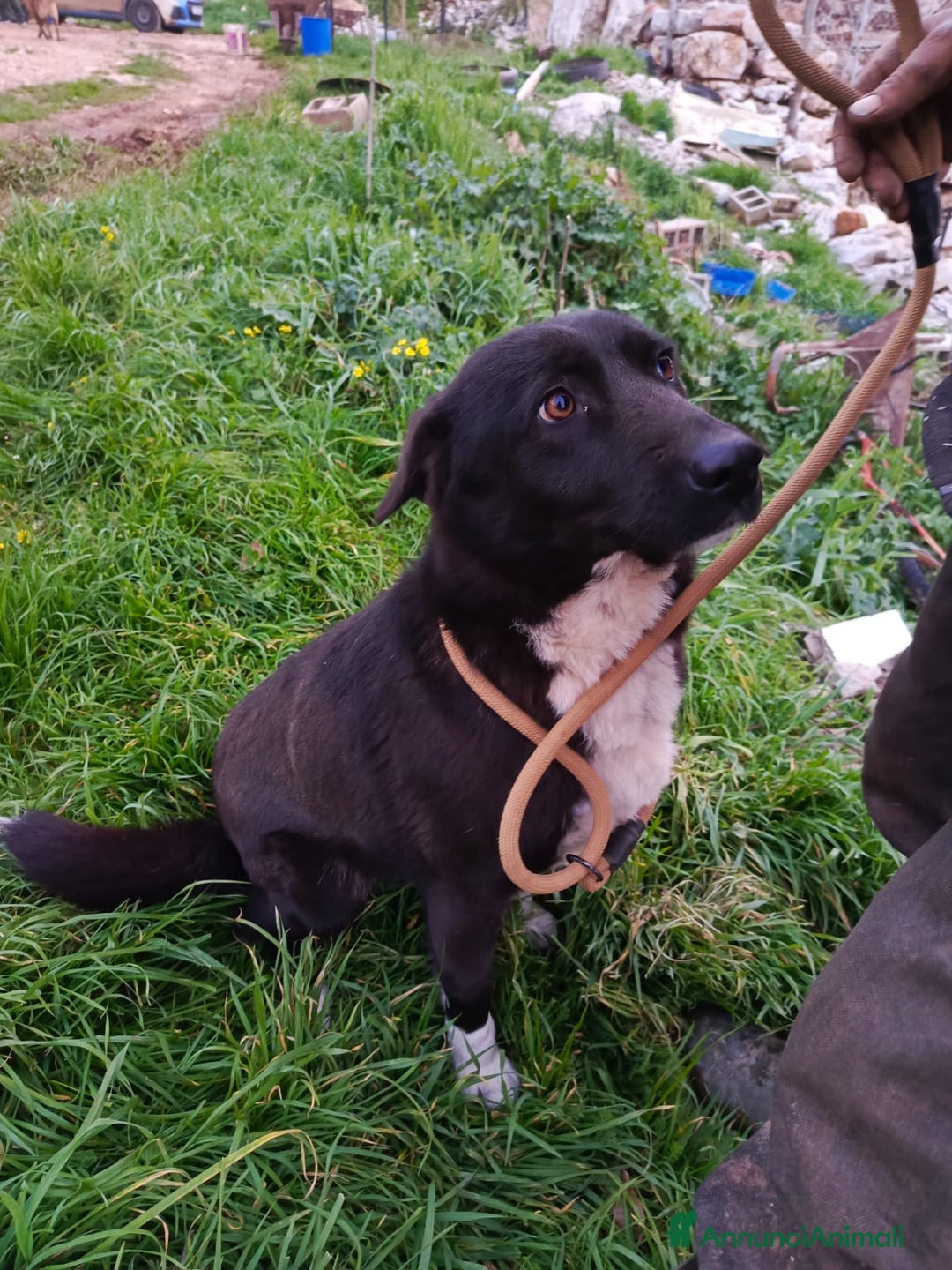 Labrador cani in regalo: Splendida simil Labrador - WINDY - Annuncio 3