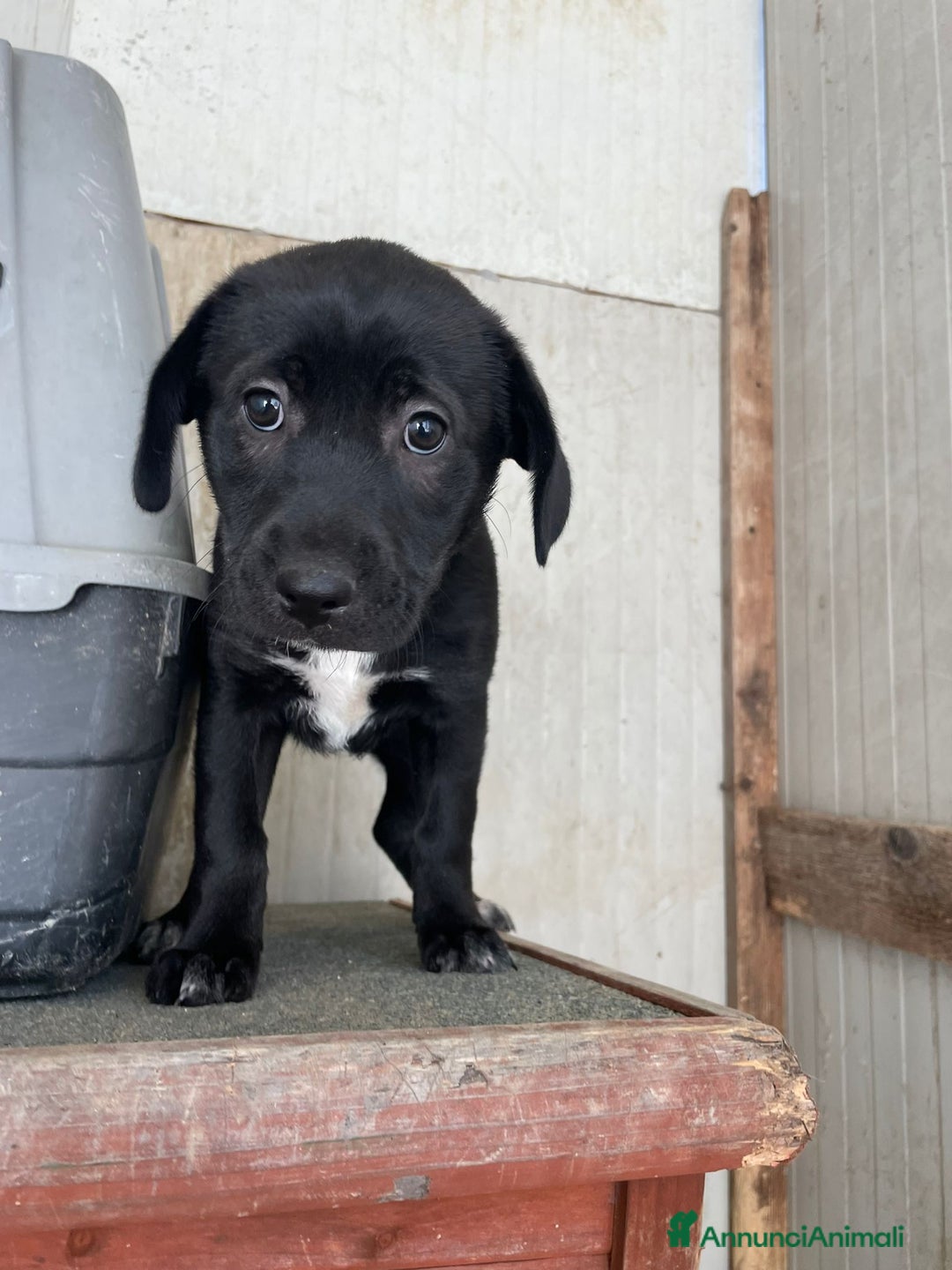 Meticcio cani in regalo: LA SPLENDIDA VITTORIA - Annuncio 6