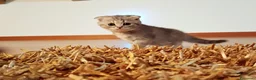 Scottish gatti in vendita: Gattini scottish - Annuncio 6