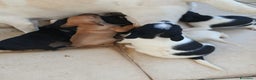 Meticcio cani in regalo: Tramezzino: 2 mesi taglia piccola  - Annuncio 5