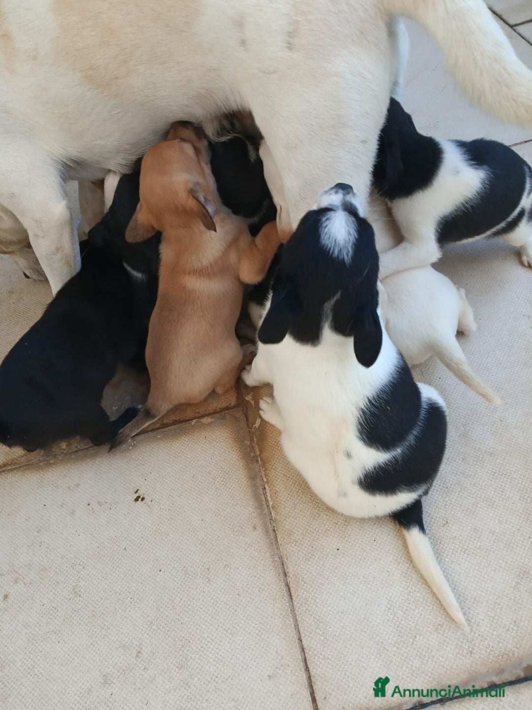 Meticcio cani in regalo: Tramezzino: 2 mesi taglia piccola  - Annuncio 5