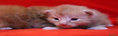 Maine Coon Gattino 5