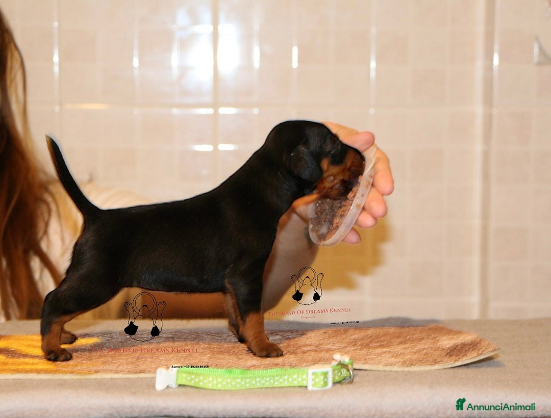 Pinscher Miniatura cani in vendita: Pinscher nano  a Voghera - Immagine 1