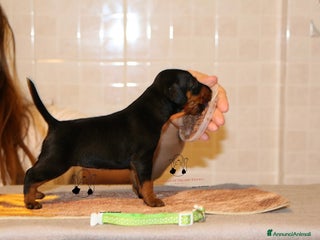 Pinscher Miniatura cani Pinscher nano a Voghera - Annuncio 16