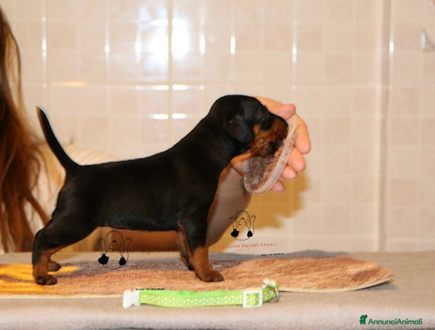 Pinscher Miniatura cani a Voghera - Annuncio 3
