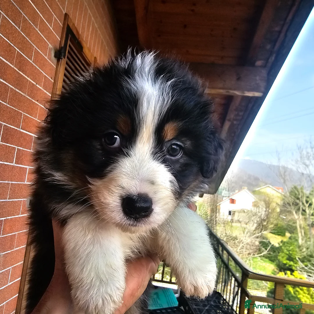 Australian Shepherd cani in vendita: Disponibili subito - Annuncio 1