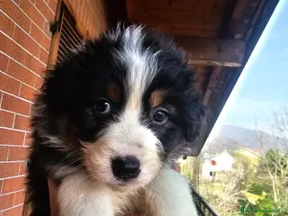 Australian Shepherd cani Disponibili subito - Annuncio 1