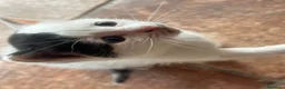 Europeo gatti in vendita: Cucciolata di gatti europei - Annuncio 6