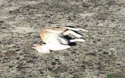 Meticcio gatti in regalo: Regalo due splendidi gattini! - Immagine 5