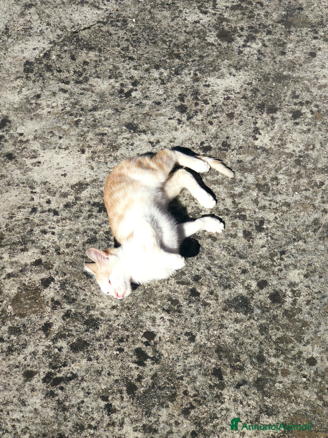 Meticcio gatti in regalo: Regalo due splendidi gattini! - Immagine 5