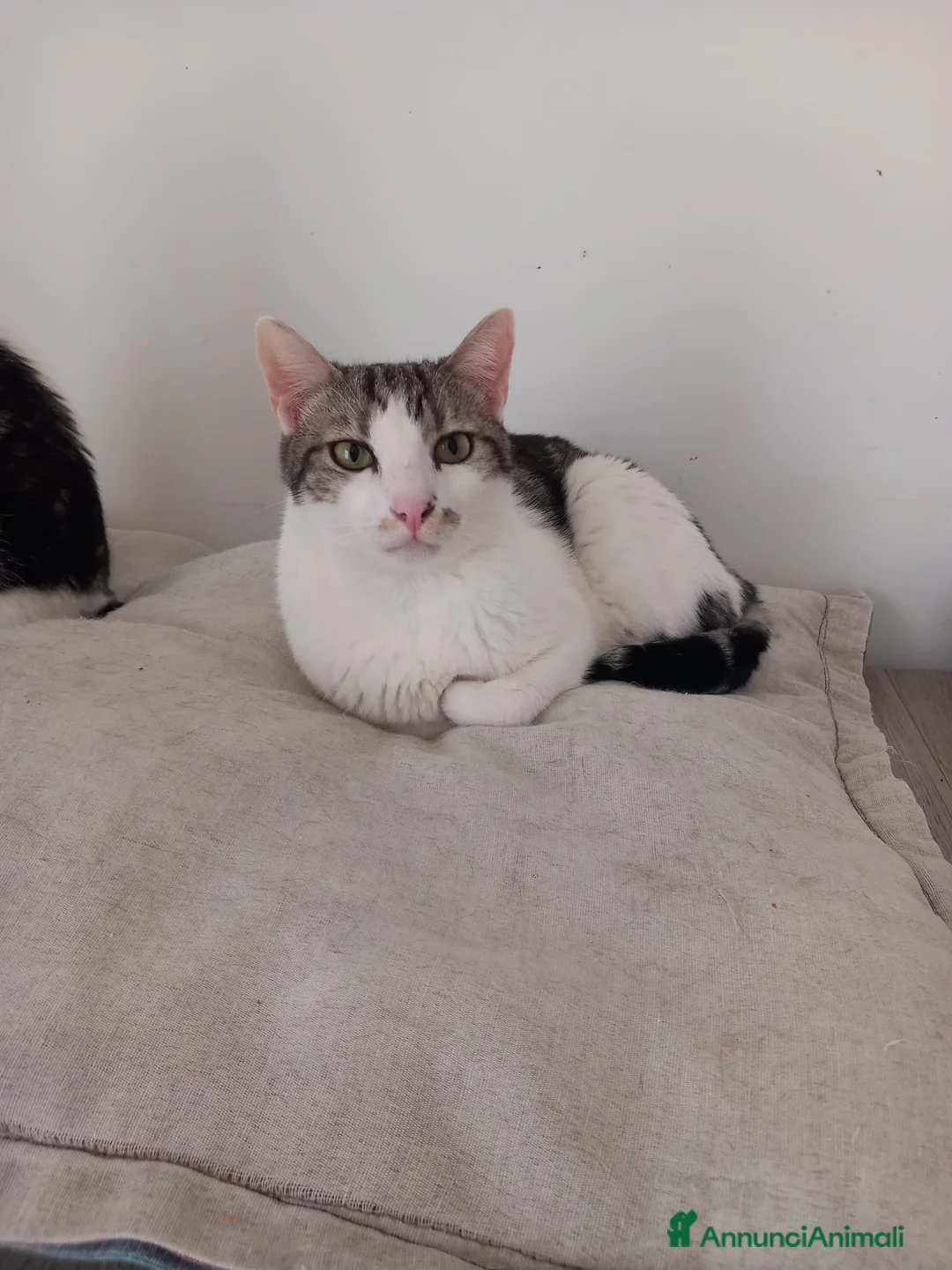 Europeo gatti in regalo: MIELE, affettuoso micio in adozione! - Annuncio 3