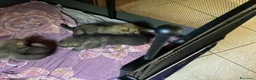 Lupo Cecoslovacco cani in vendita: Lupo cecoslovacco cuccioli - Annuncio 8