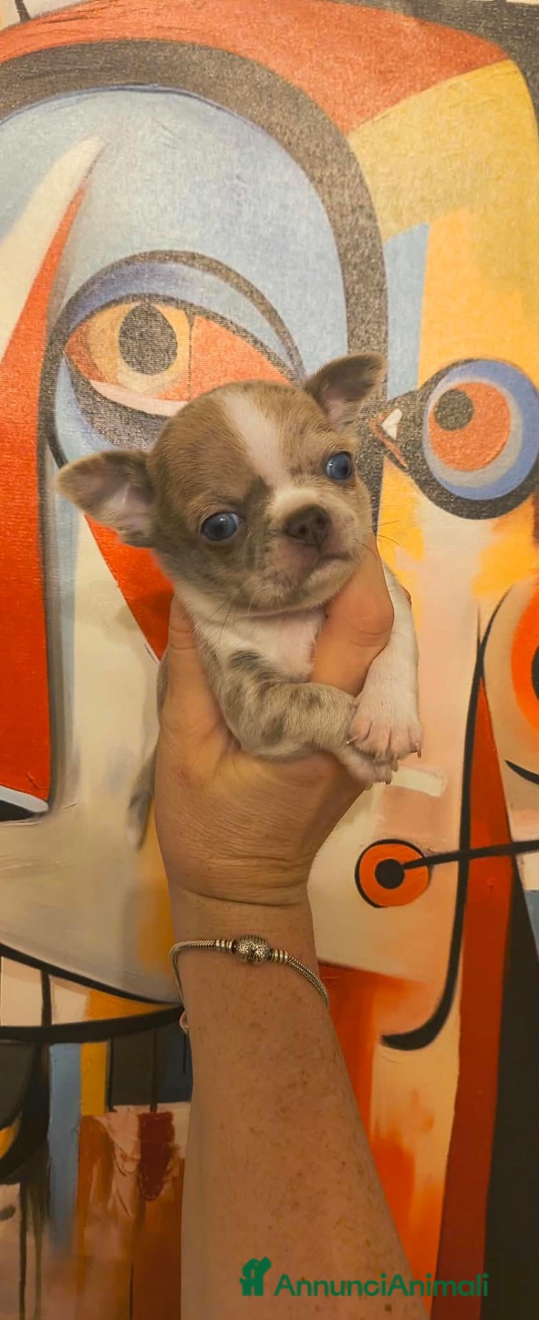Chihuahua cani Chihuahua maschio  - Annuncio 5