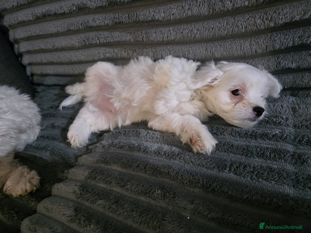 Maltese cani in vendita: Cucciolo maltese  - Annuncio 5