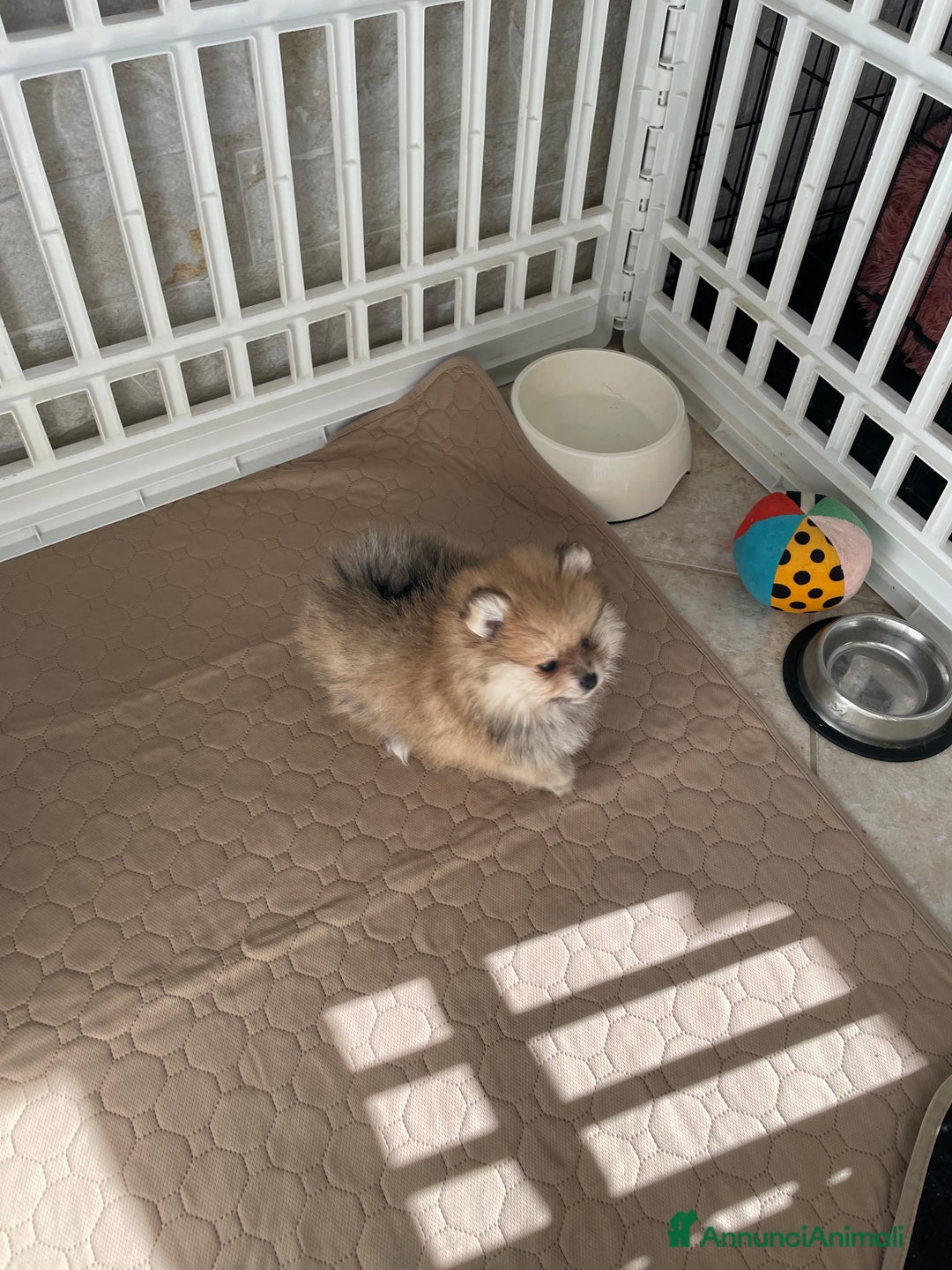 Volpino Pomerania cani in vendita: Spitz nano taglia mignon consegna a domicilio - Annuncio 9