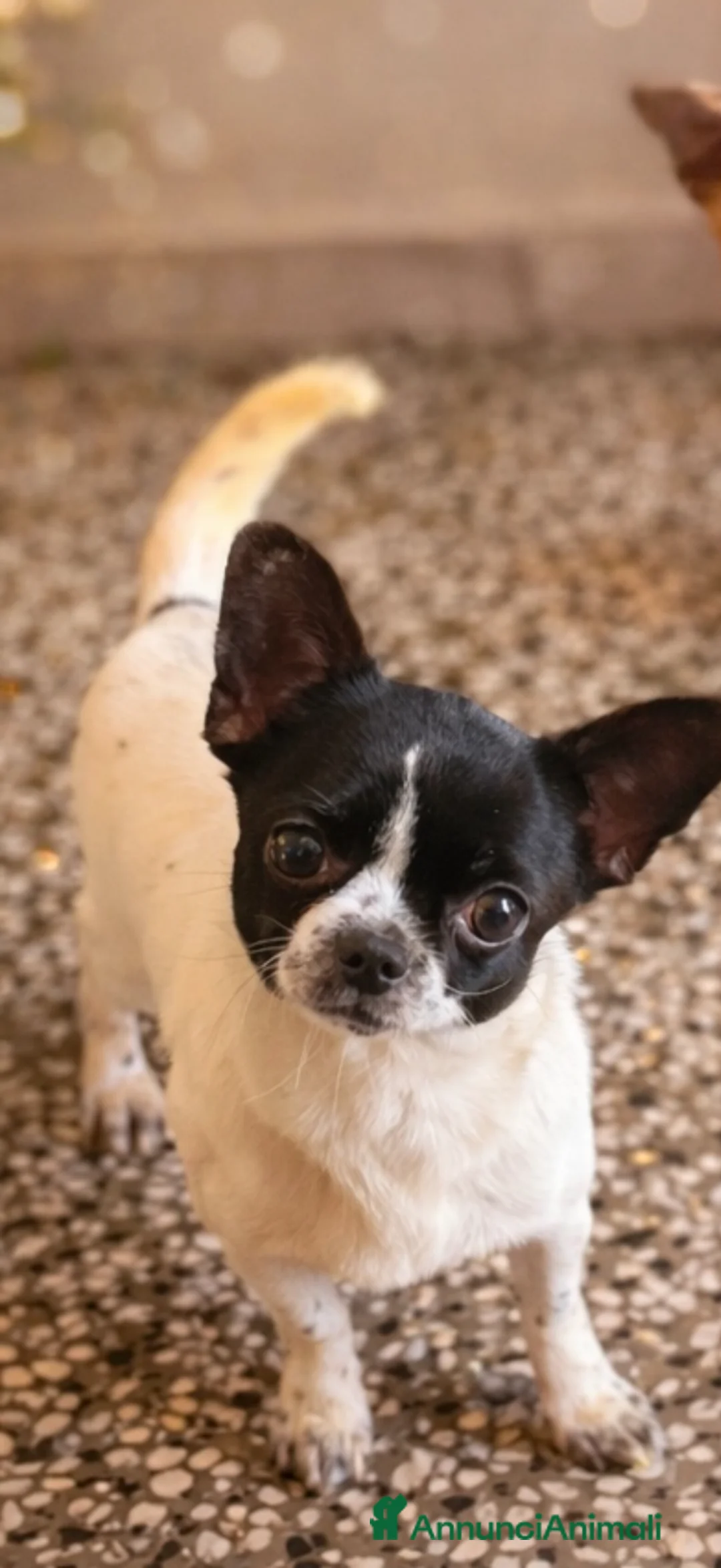 Chihuahua cani in vendita: Cuccioli di chihuahua  - Annuncio 1