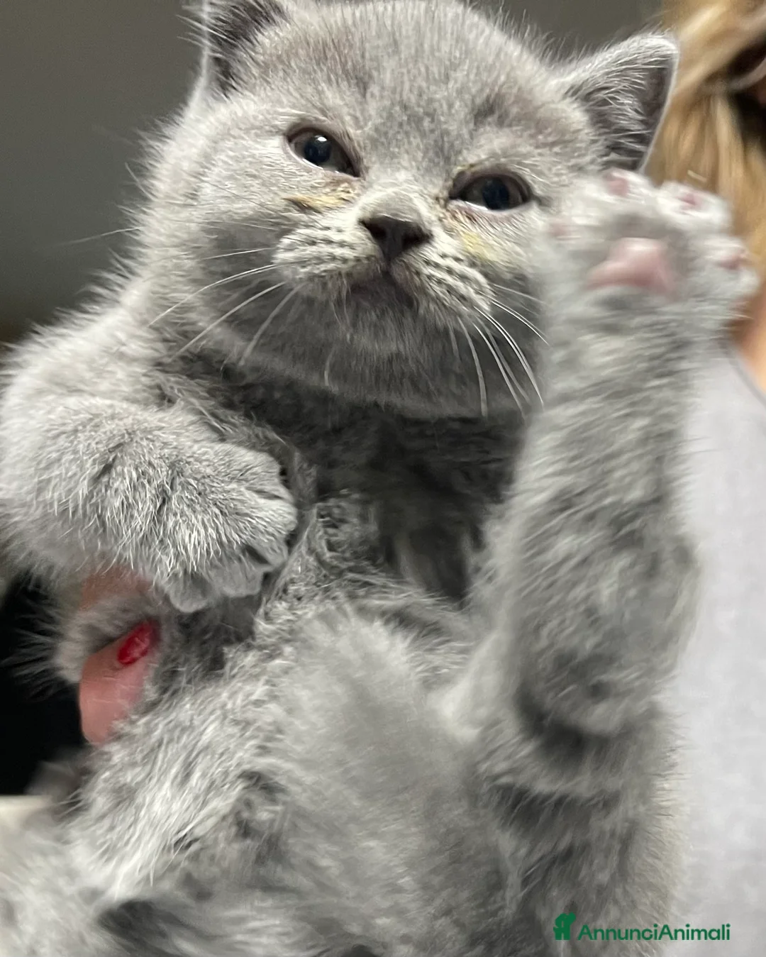 Immagine della galleria {{count}}