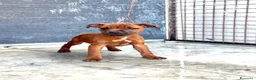 Staffordshire cani in vendita: Cuccioli Staffordshire Bull terrier  - Annuncio 5