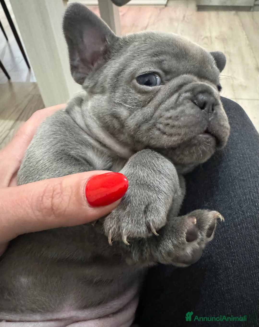 Bulldog Francese cani in vendita: Bulldog francese - Annuncio 1