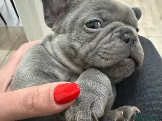 Bulldog Francese cani Bulldog francese - Annuncio 6