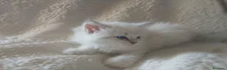 Siberiano gatti in vendita: Gattini siberiani  ipoanallergici  - Annuncio 4