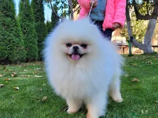 Volpino Pomerania cani Pomerania Spitz nano - Annuncio 4