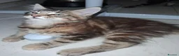 Maine Coon gatti in vendita: Maine Coon con Pedigree - Annuncio 10