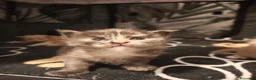 Maine Coon gatti in vendita: Cuccioli di Maine Coon(Allevamento Meriggio d'Oro) a Provincia di Cremona - Annuncio 10
