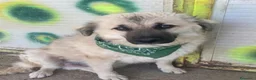 Meticcio cani in regalo: Gianni 12/15mesi tg .equa salvato 6mesi fa LECCO - Annuncio 4