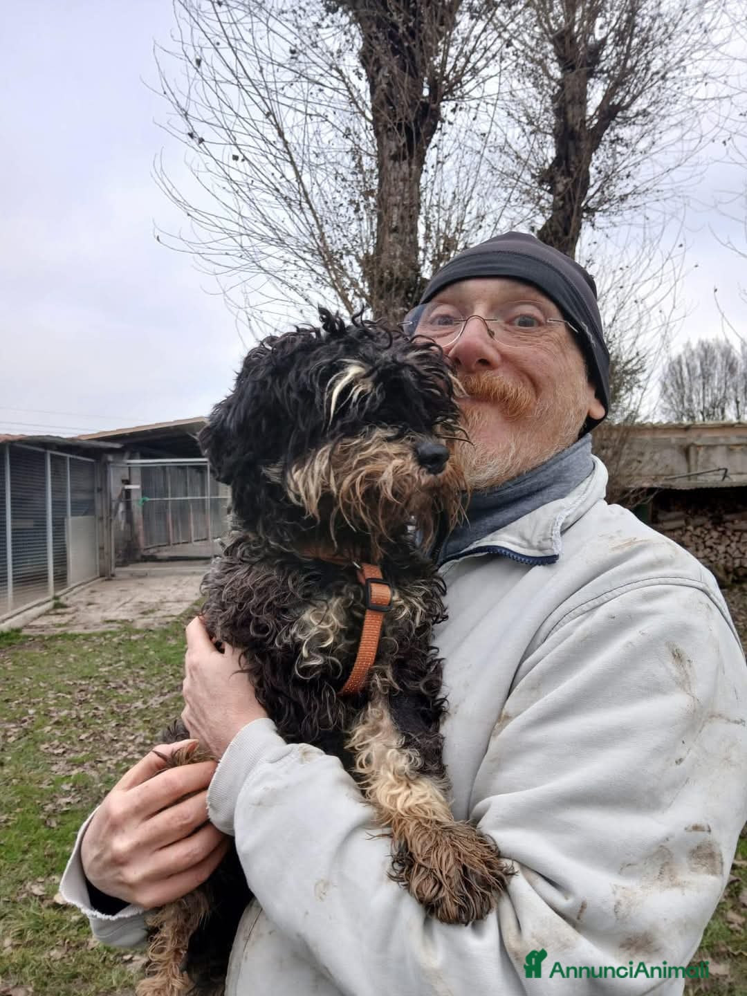 Mini Schnauzer cani FUOCO, vivace schnauzer nano in adozione - Annuncio 2