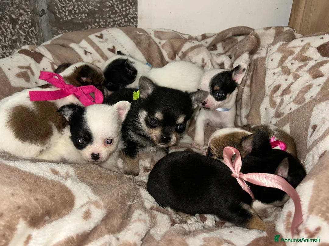 Chihuahua cani in vendita: Chihuahua mini - Annuncio 4
