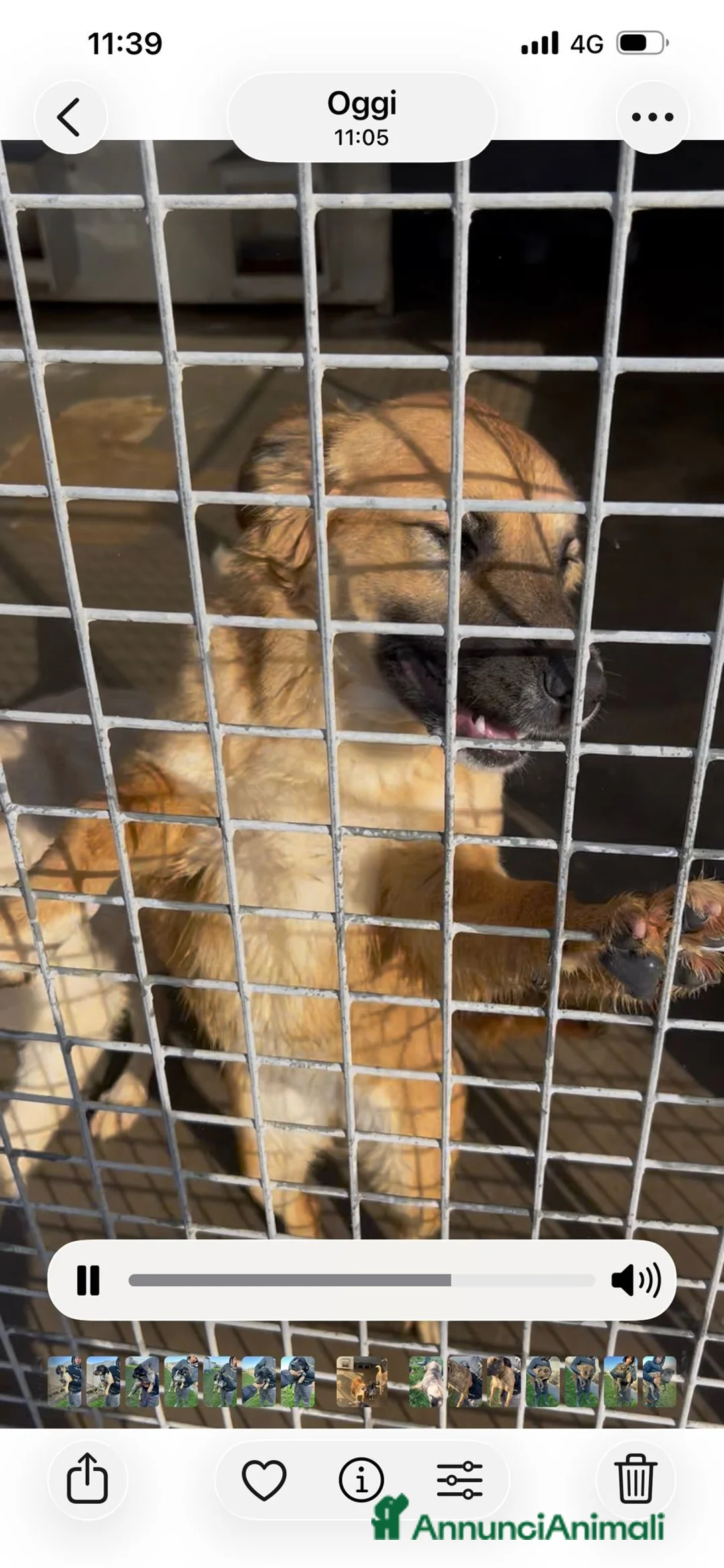 Meticcio cani in regalo: Incrocio pastore belga (ASIA) - Annuncio 5