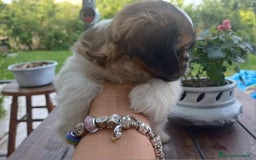 Shih Tzu cani in vendita: Cucciolo di shihtzu con pedegree - Immagine 2