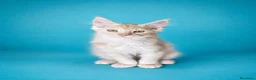 Maine Coon gatti in vendita: Maschietti di Cuccioli Maine Coon  - Annuncio 3