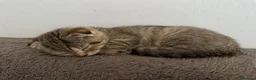 Scottish gatti in vendita: Cucciolo British/Scottish tigrato - Annuncio 4