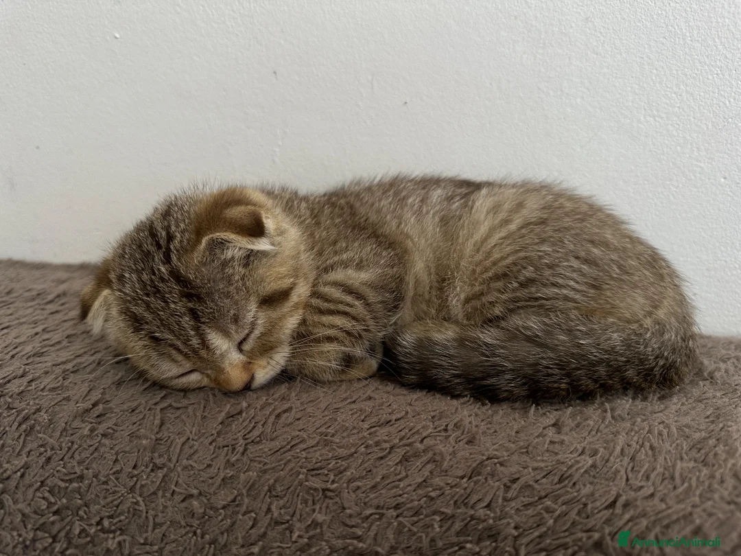 Scottish gatti in vendita: Cucciolo British/Scottish tigrato - Annuncio 4