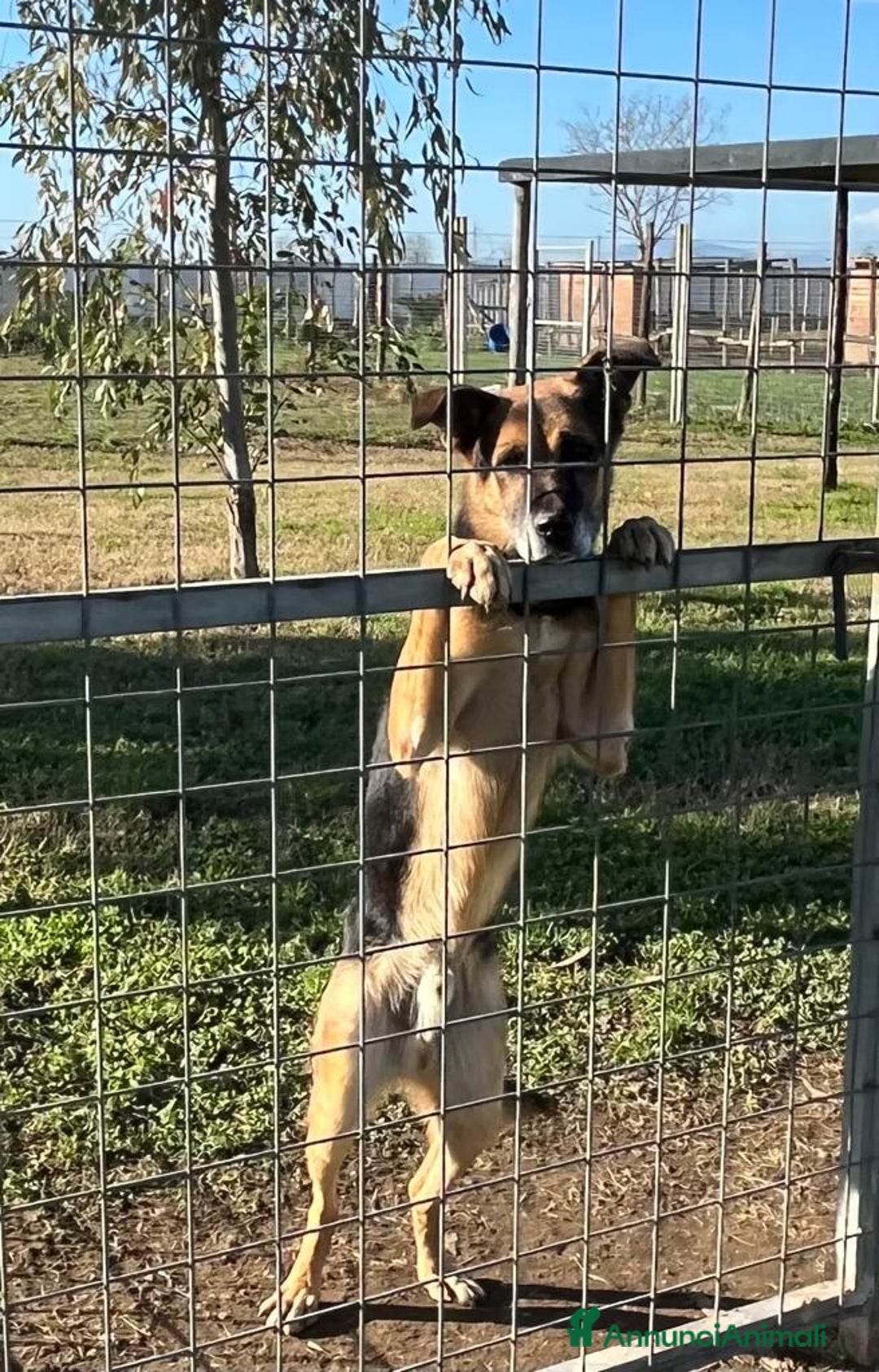 Meticcio cani in regalo: Mix Pastore adulto dalla catena al box NAPOLI SOS a Città Metropolitana di Milano - Annuncio 7
