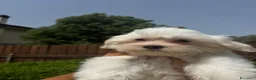 Maltese cani in vendita: Cuccioli di maltese  a Città metropolitana di Roma Capitale - Annuncio 9