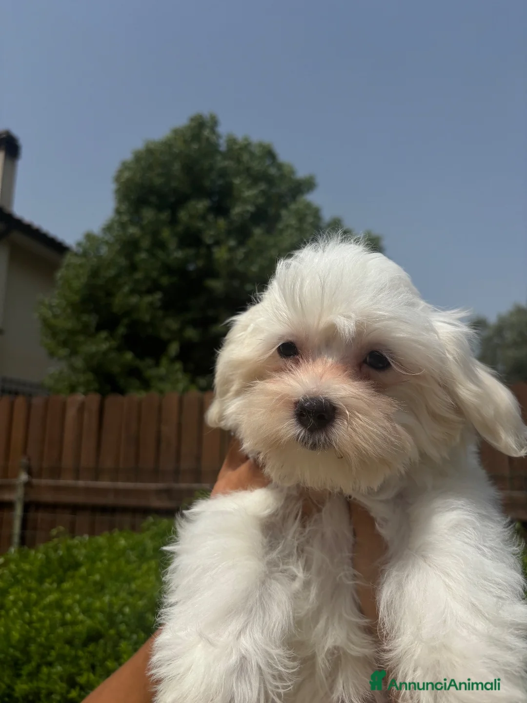 Maltese cani in vendita: Cuccioli di maltese  a Città metropolitana di Roma Capitale - Annuncio 9