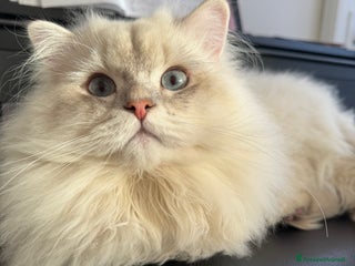 Scottish gatti Scottish Highland per accoppiamento a Provincia di Varese - Annuncio 1