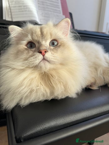 Scottish gatti Scottish Highland per accoppiamento a Provincia di Varese - Annuncio 17