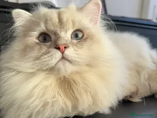 Scottish gatti Scottish Highland per accoppiamento a Provincia di Varese - Annuncio 19