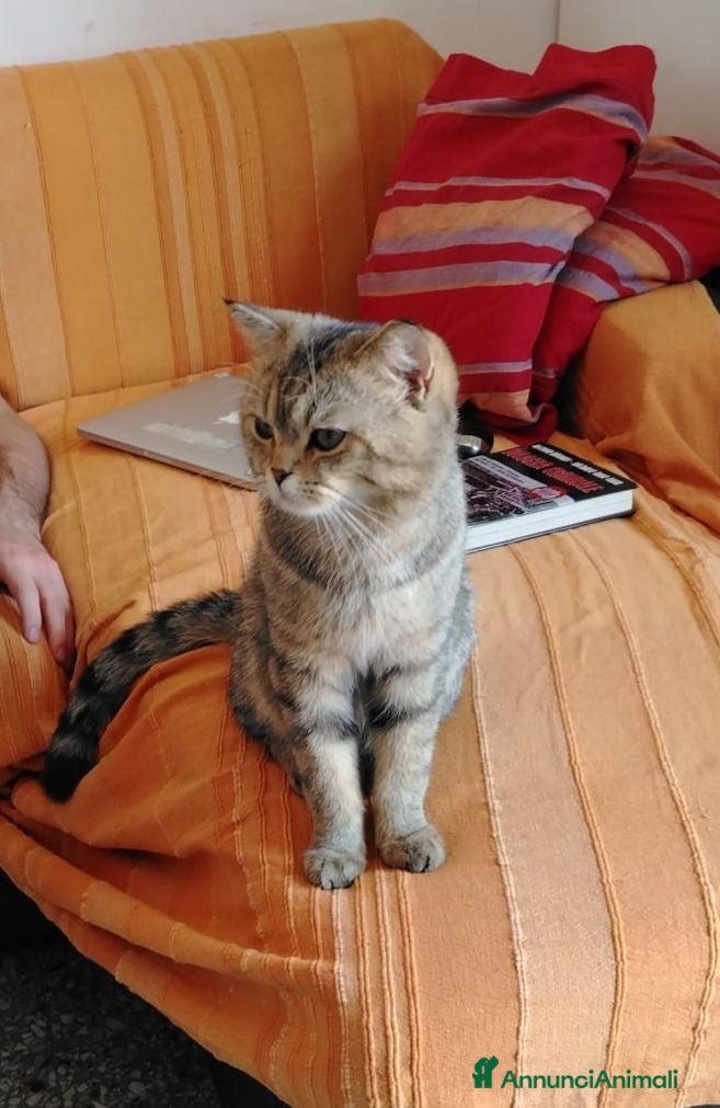 Scottish gatti Scottish Straight per accoppiamento - Annuncio 1