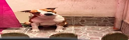 American Staffordshire cani in vendita: amstaff con titolo di giovane campione italiano  a Città metropolitana di Palermo - Annuncio 3