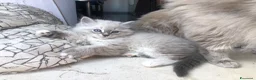 Siberiano gatti in vendita: Cuccioli gatti Siberiani Neva Masque Pedigree ANFI a Città Metropolitana di Bologna - Annuncio 6