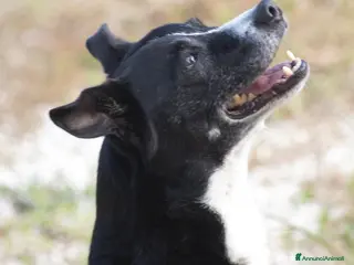 Meticcio cani NONNO OREO TI STA ASPETTANDO, IN ADOZIONE - Annuncio 36