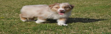 Australian Shepherd Cucciolo 3